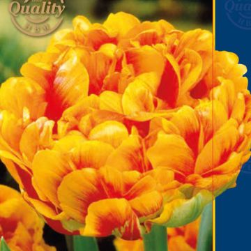 Confezione di bulbi di tulipano DOPPIO in vendita online 
