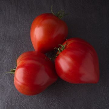HY F1 GOURMANDIA TOMATO - 1701