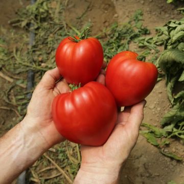 POMODORO HY F1 GOURMANDIA - 1701