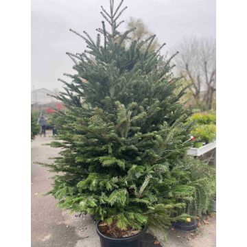 albero di natale naturale 