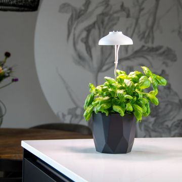 lampada per piante da interno