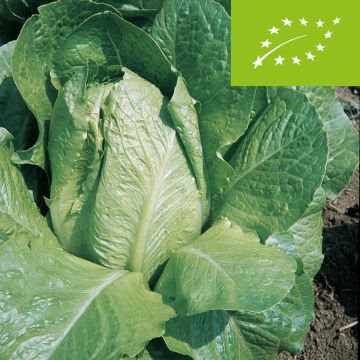 LATTUGA ROMANA BIONDA ORTOLANI BIO - 1221/B