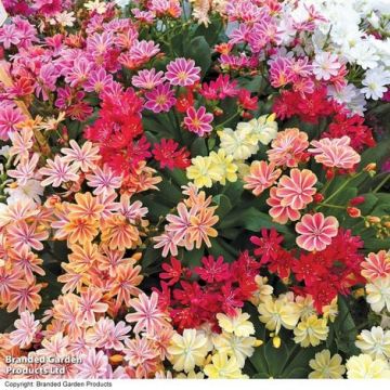 lewisia in miscuglio colorato