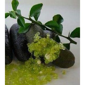 LEMON CAVIAR "Citrus australasica" (Finger Lime) GREEN PULP - 9AG26-