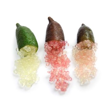 LIMONE CAVIALE "Citrus australasica" (Finger Lime) POLPA ROSSA - 9AG17-