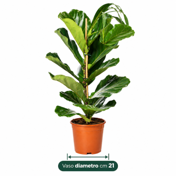 FICUS LYRATA - 9PA008-