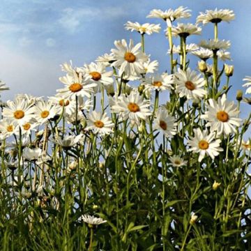MARGHERITINA DEI PRATI Bellis Perennis - 22792