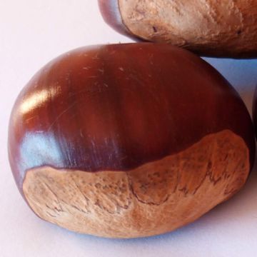 MARRONE ITALIANO CASTANEA SATIVA - 8FA10-