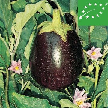 MELANZANA BLACK BEAUTY BIO - 1464/B
