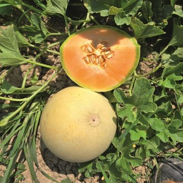 melone liscio galaxy