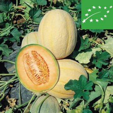 MELONE RETATO DEGLI ORTOLANI BIO - 1234/B
