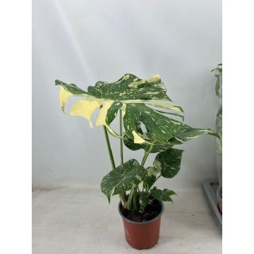Monstera consegna SOLO su Milano - 9AP26-