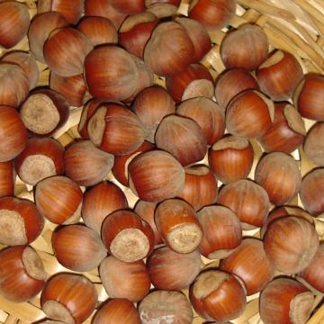NOCCIOLO TONDA DI GIFFONI Parzialmente autofertile - 9FR78-