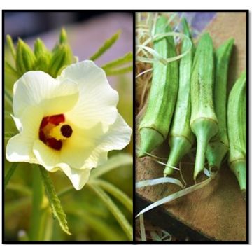 OKRA (GOMBO) Abelmoschus aesculentus - 1689
