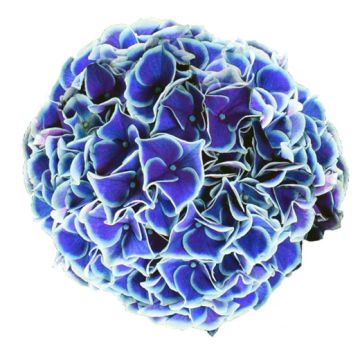 ORTENSIA (Hydrangea) NEW TIVOLI BLU - 8L034-