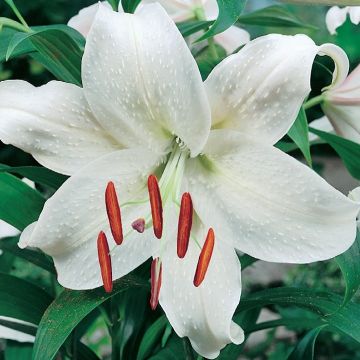 GIGLIO ORIENTAL WHITE - 4635-