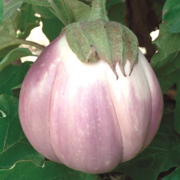 MELANZANA ROTONDA BIANCA SFUMATA DI ROSA - 1226