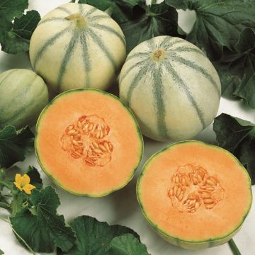 MELONE CANTALUPO DI CHARENTAIS - 1232