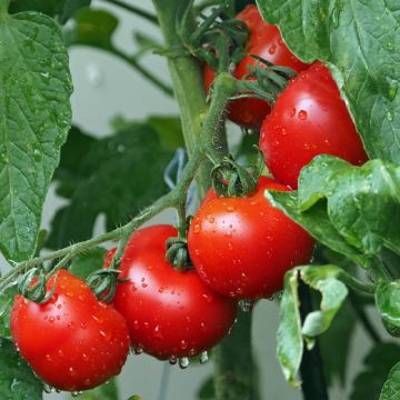 POMODORO FLORADADE - 1295