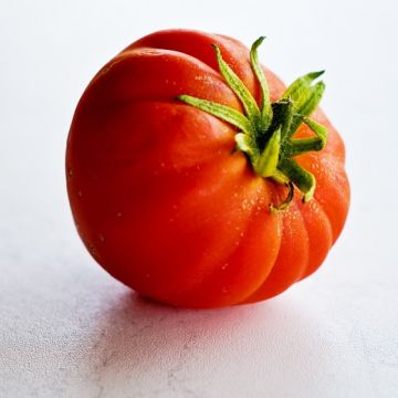 POMODORO HY F1 BEEFSTEAK (Beefmaster) - 1288