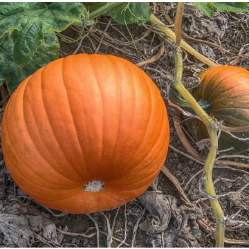 ZUCCA QUINTALE SEME GIALLO - 1363