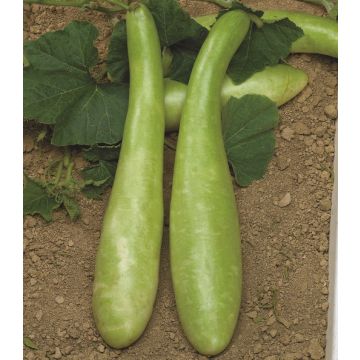 CLIMBING GREEN PUMPKIN (Lagenaria longissima) - 1484