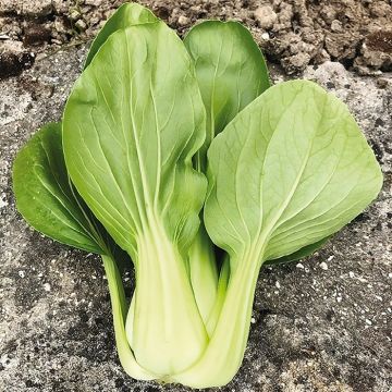 pak choi de shou