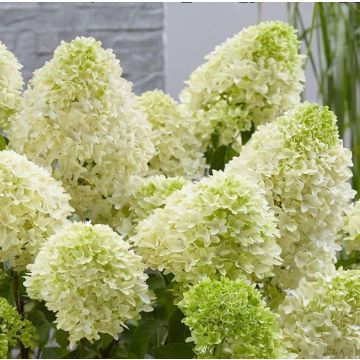 ORTENSIA (Hydrangea)PANICULATA SKYFALL - 8L300-
