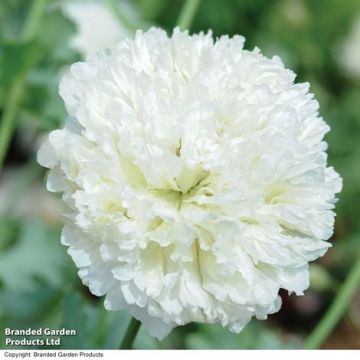 Papavero bianco verde mela
