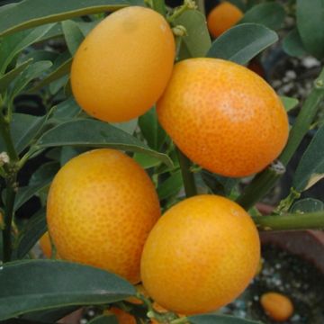KUMQUAT. (Fortunella japonica) - 9AG04-