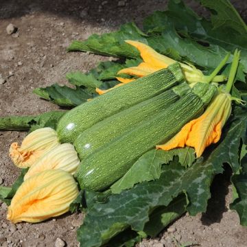 ZUCCHINO HYBRID F1 PASCALINI a fiore persistente - 1760