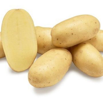 patata levante tardiva