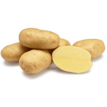 patate gialle ingegnoli
