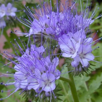 PHACELIA TANACETIFOLIA - 3950