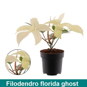 filodendro bianco