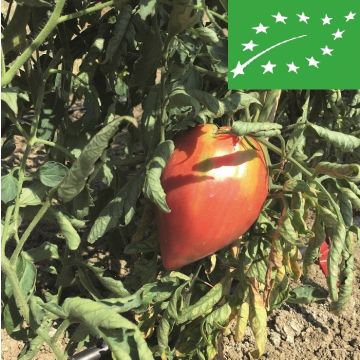 pomodoro biologico cuore di bue