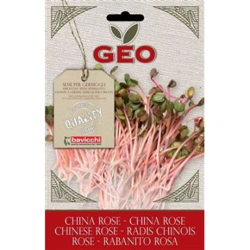 BUSTINA GERMOGLI RAVANELLO ROSA