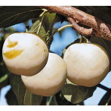 SUSINO REGINA CLAUDIA GIALLA - 9FS25-