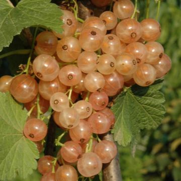 RIBES WHITE HOLLANDER - 9FL06-