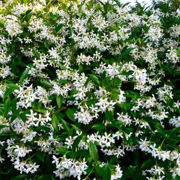 TRACHELOSPERMUM JASMINOIDES RINCOSPERMO - 8T777-
