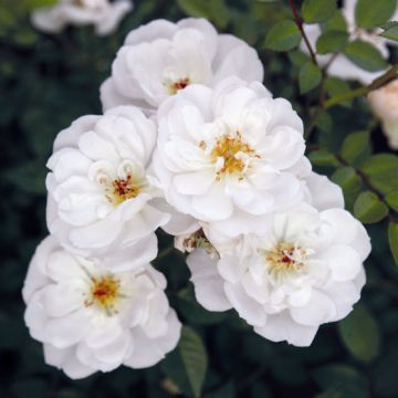 ROSA MELLIFERA BIANCA - 90089-