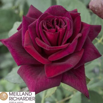 BLACK PERFUMELLA ROSE BUSH - 90119-