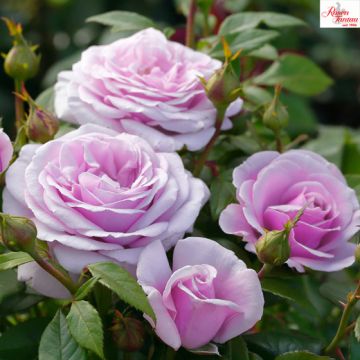ROSA ROSAIO A CESPUGLIO PACIFIC BLUE - 90112-