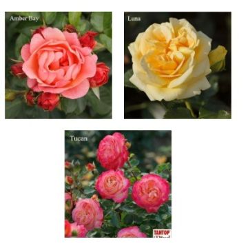OFFERTA SPECIALE 3 ROSE - OFF3ROS-