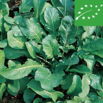 RUCOLA COLTIVATA BIO - 1326/B
