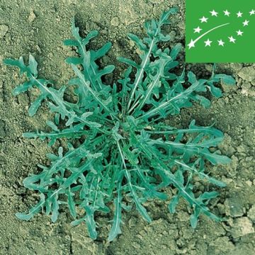 RUCOLA SELVATICA BIO - 1328/B