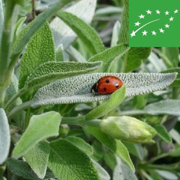 SALVIA BIO (Salvia officinalis) Semi - 1434/B