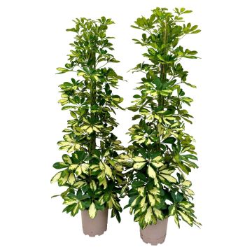 Schefflera Variegata consegna SOLO su Milano - 9AP21-