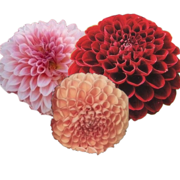 DAHLIA BALL OFFERTA SPECIALE 3 TUBERI - 4163-