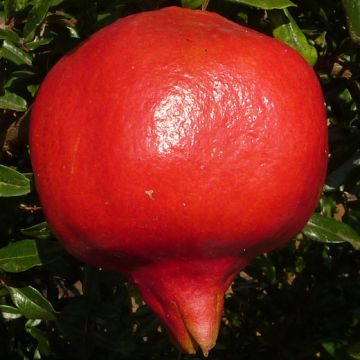 MELOGRANO A SEME MORBIDO D'INGEGNOLI (Già Soft seed N 1) Autofertile - 9FL64-